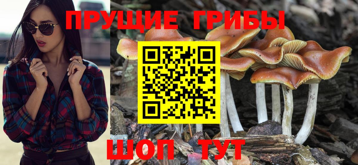 как найти закладки  Псилоцибиновые грибы мицелий  Вход с VPN  Великий Новгород 